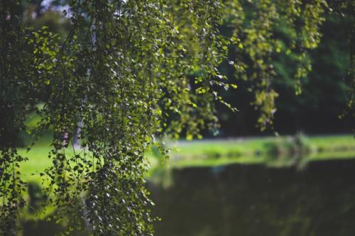 leaf-leaves-tree-green